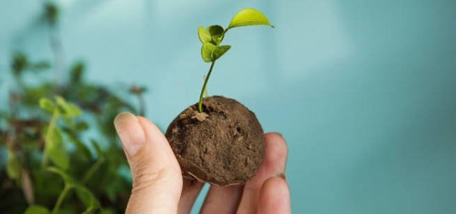 Image of a hand holding a seed bomb