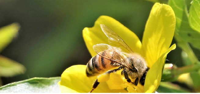 a honeybee is flying into a yellow flower with a green foliage background