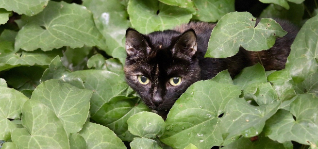 A black cat peeks through a bush of bright green leaves.