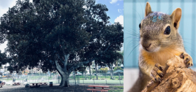 a squirrel and tree are pictured