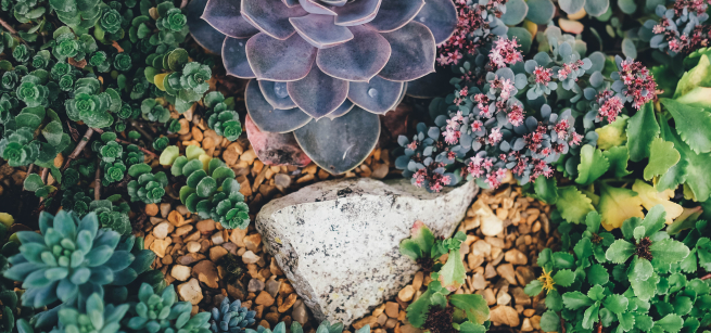 Diverse succulents around a rock.