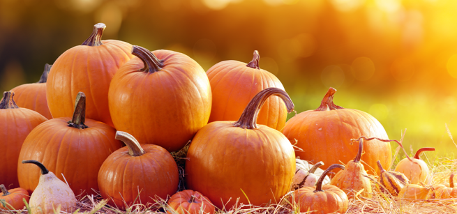 Group of pumpkins in rural landscape