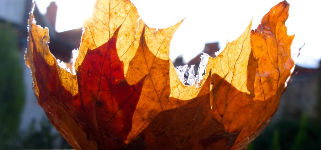 leaf bowl craft