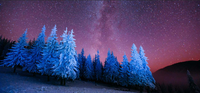 snow covered forest in the night sky