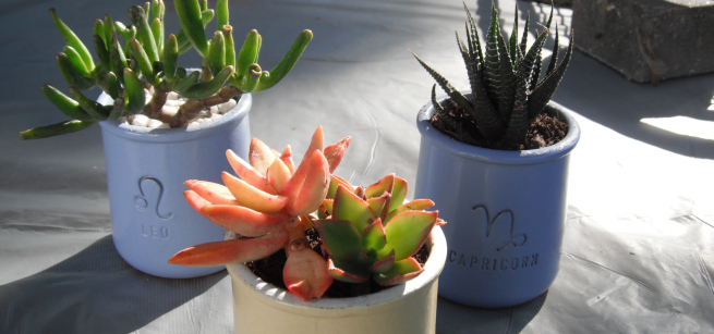 succulents in ceramic containers