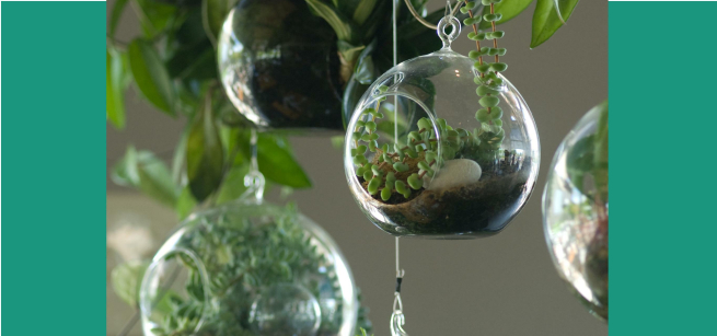 tiny terrariums in different sizes and shapes