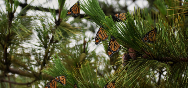 Monarch butterflies overwintering in a pine tree.