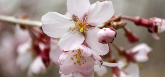 Pink cherry blossom on tree limb