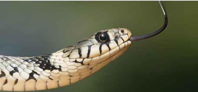 A snake flicking out its tongue to taste the air.