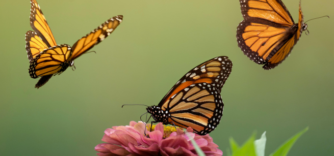 Three butterflies and a flower.