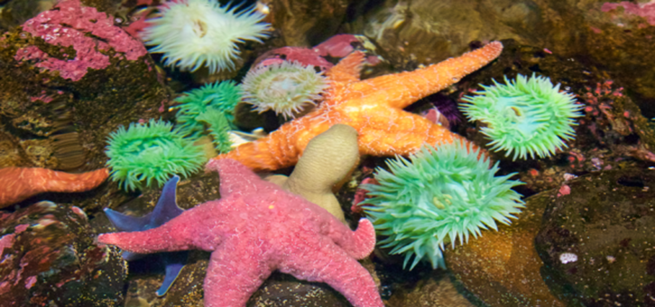 Marine life on an ocean floor, including sea stars and sea urchins