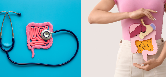 Two photos: first a model of the intestines with a stethoscope; second a woman holding a model of the stomach