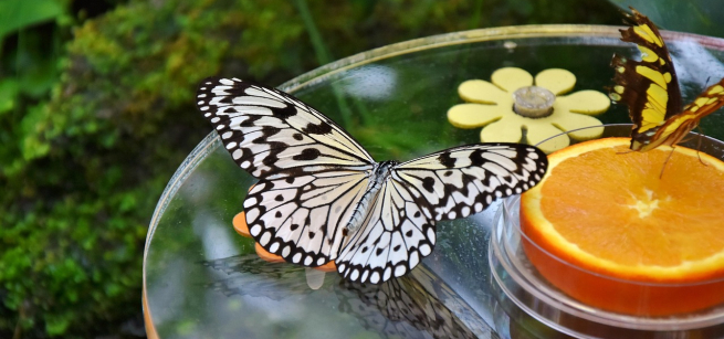 two butterflies sit on a dish filled with water and half an orange