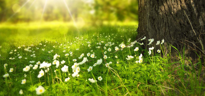 grass flowers and trees