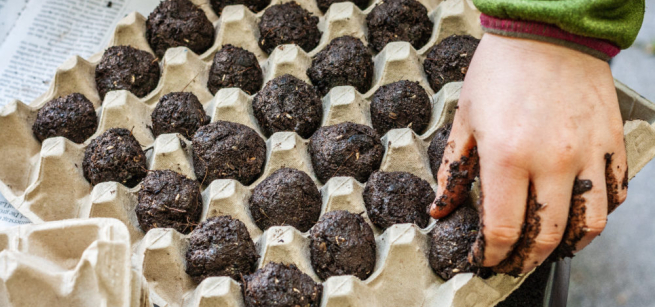 Handmade seed bombs made with dirt, clay, and wildflower seeds sit in an egg carton.