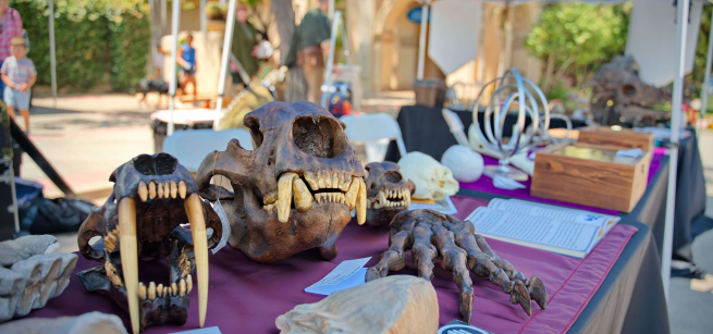 dinosaur models and bones