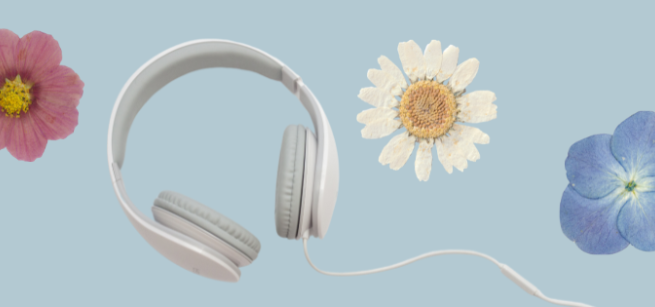 three dried flowers on a light blue background and a pair of white headphones