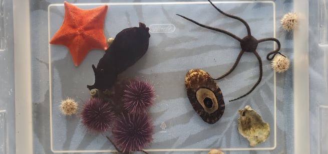 flat lay of seastars, anemones, and other tidepool animals in a clear plastic container
