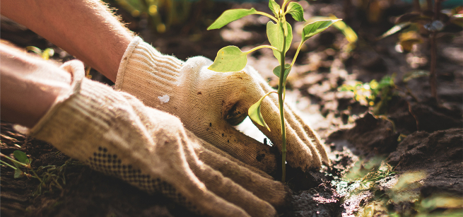 A gardener wearing white cotton gloves plants a seedling in wet soil.