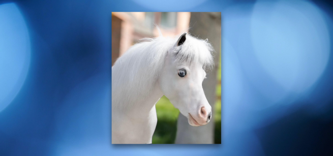 Photo of a white mini therapy horse with a blue background.