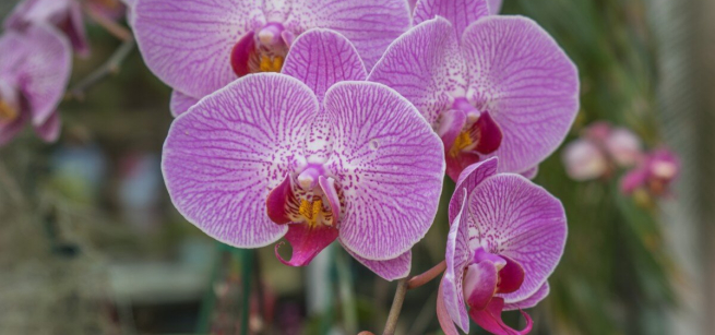 orchids