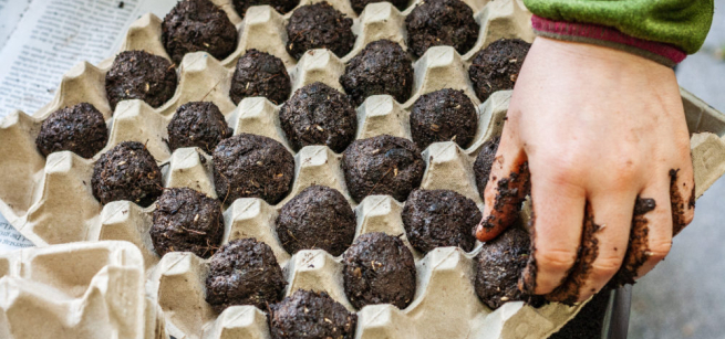Image of seed bombs in an egg carton