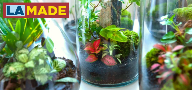 glass jars filled with tiny plants