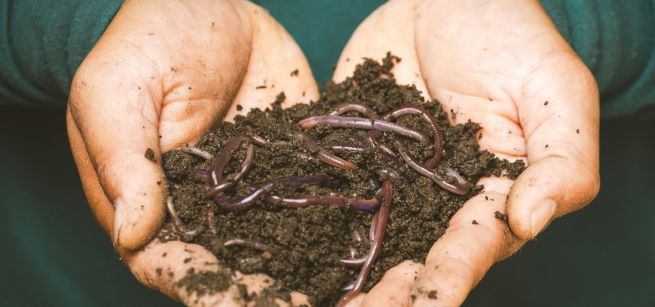 Hand holding dirt with worms in it