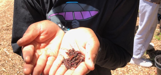 Child outdoors holding vermicomposting worms in their hands.