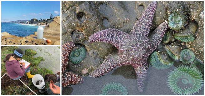 Three images of marine life, coastline, and two people working with marine specimens..