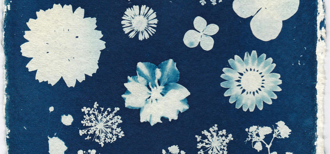 Scan of a botanical cyanotype featuring flowers and other plants.