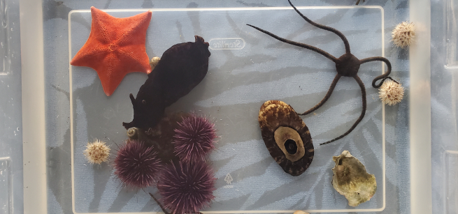 glass tank filled with water and sea star, sea urchins, sea slug, and hermit crabs!