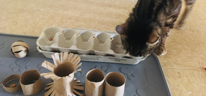 Cat observing homemade toys