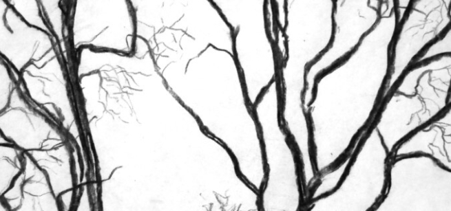 A charcoal drawing of tree branches.