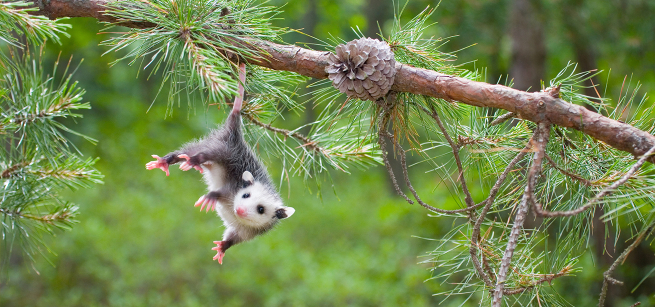 small oppossum hanging from its tail on a tree branch