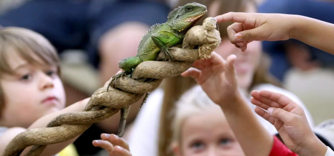 Children touching a reptile