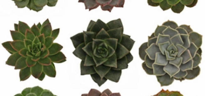 A row of three succulent plants.
