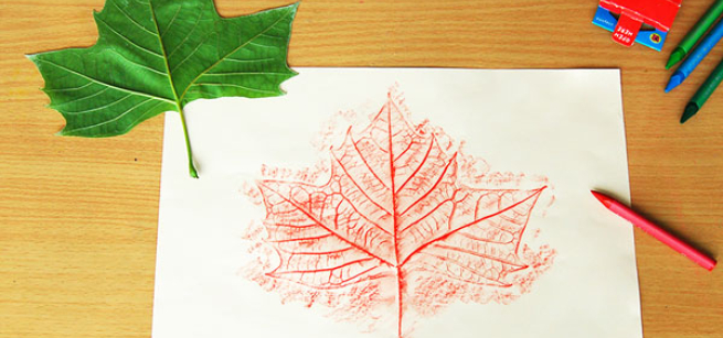 A leaf and a colored pencil leaf drawing on a desk.