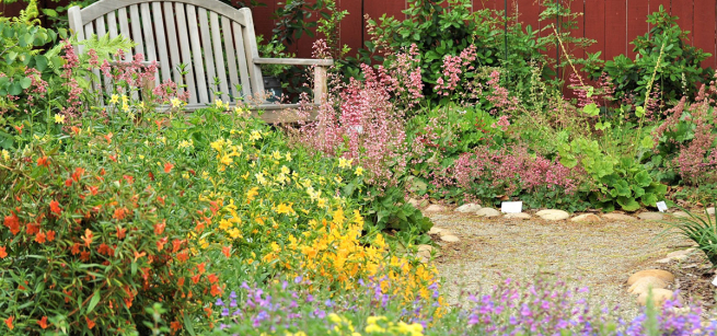 California native plant garden with bench