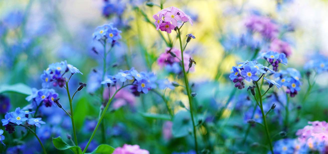 Purple flowers in field