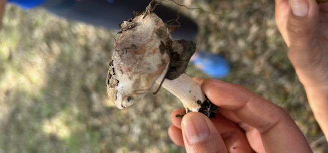 hand holding a mushroom