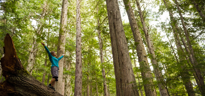 person standing on a trunk of a fallen tree surrounded by trees