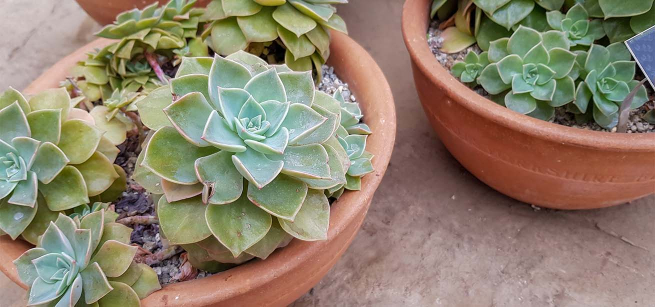 Close-up of potted succulent plants.