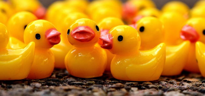 a crowd of tiny rubber duckies