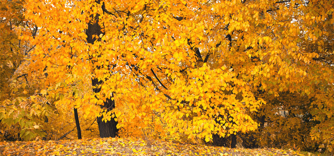 Autumn leaves, golden leaves on the ground at the park