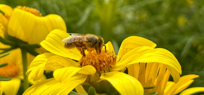 A bee stands on a flower