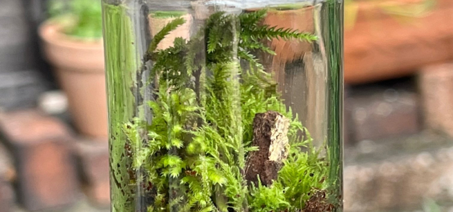 Mini terrarium jar with moss, dirt, and rocks. 