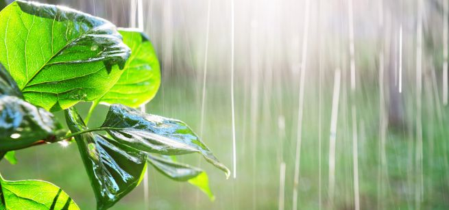 Rain falling on leaves