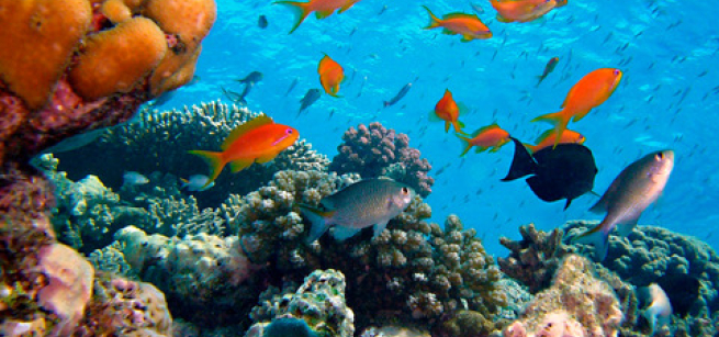 Photo of ocean floor with bright orange fish swimming and colored coral in the background. 