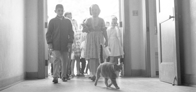 Children walking into a school with the Room 8 Cat leading them.